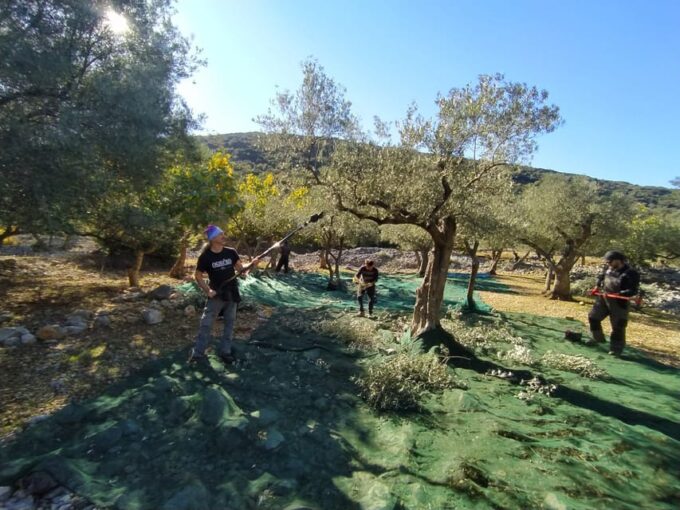 Cres Olive Harvest Tour - Olive Oil Presentation & Tasting