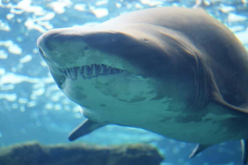 Cretaquarium Tour - Key Points