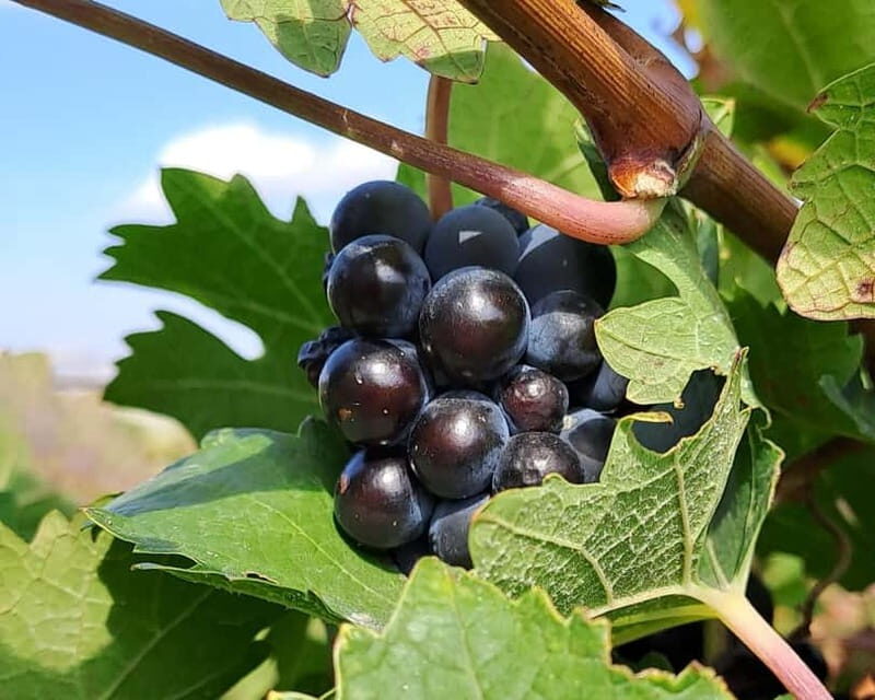 Crete: 2 Wineries Tour with Wine Tasting & Lunch - Olive Oil Mill and Olive Grove