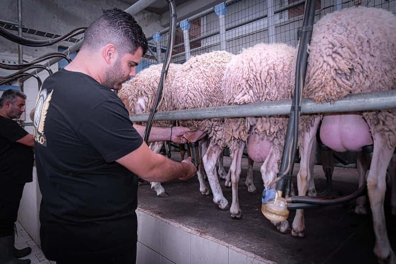 Crete: Farm Visit with Cheese Tasting and Milking Experience - Who Will Love This Tour?