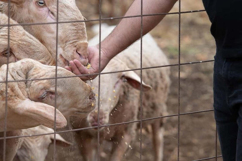 Crete: Farm Visit with Cheese Tasting and Milking Experience - Final Thoughts