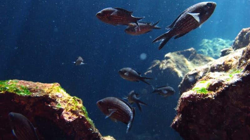 Crete: Guided Diving Experience for Certified Divers - Who Should Consider This Tour?