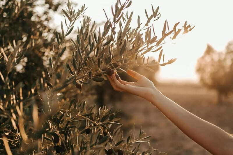 Crete: Local Wine Tasting & Visit to the Ancient Olive Tree - Key Points