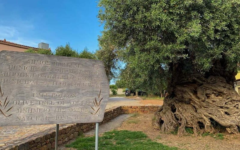 Crete: Local Wine Tasting & Visit to the Ancient Olive Tree - What We Liked Most