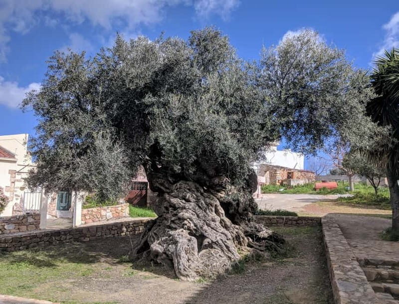 Crete: Local Wine Tasting & Visit to the Ancient Olive Tree - The Sum Up