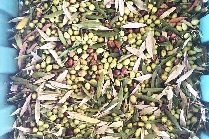 Crete: Olive, Wine, Raki - Flavorful Culinary Journey - Discovering Indigenous Wines
