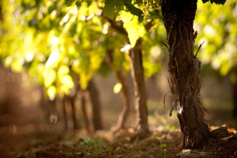 Crete: Olive, Wine, & Raki on a Flavorful Culinary Journey - Key Points