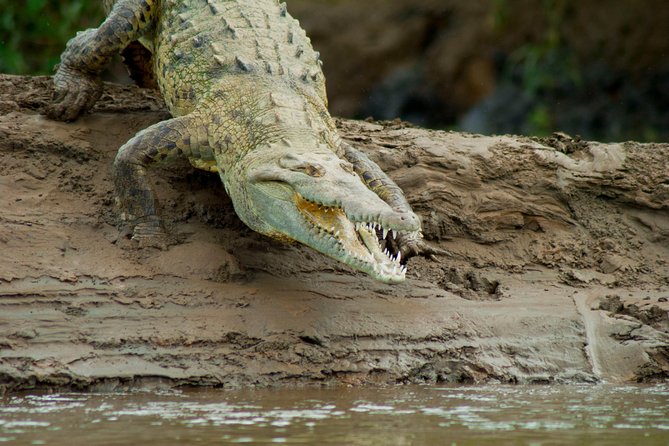 Crocodile Safari - Tarcoles River - Crocodile Spotting