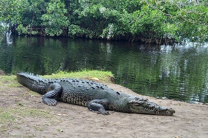 Crocodiles and Turtles Ecological Tour - Who Is This Tour Best For?