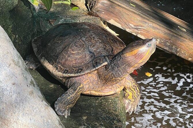 Crocodiles and Turtles Ecological Tour - FAQs