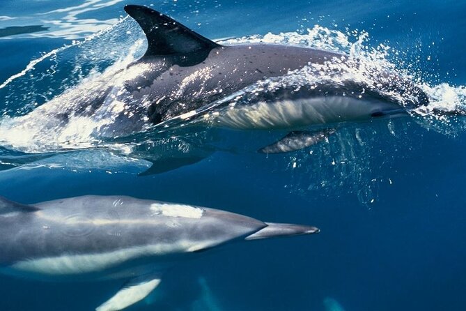 Cruise and Snorkeling With Dolphins Including Lunch From Hurghada - Pickup and Transportation