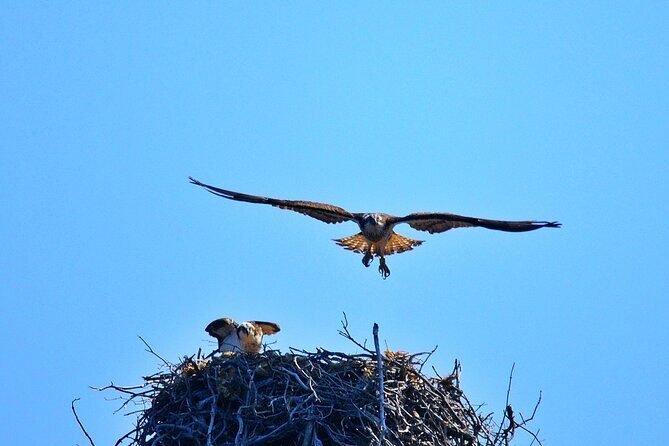Cruise in a small group in Scandola Girolata Calanques de Piana - An Overview of the Experience