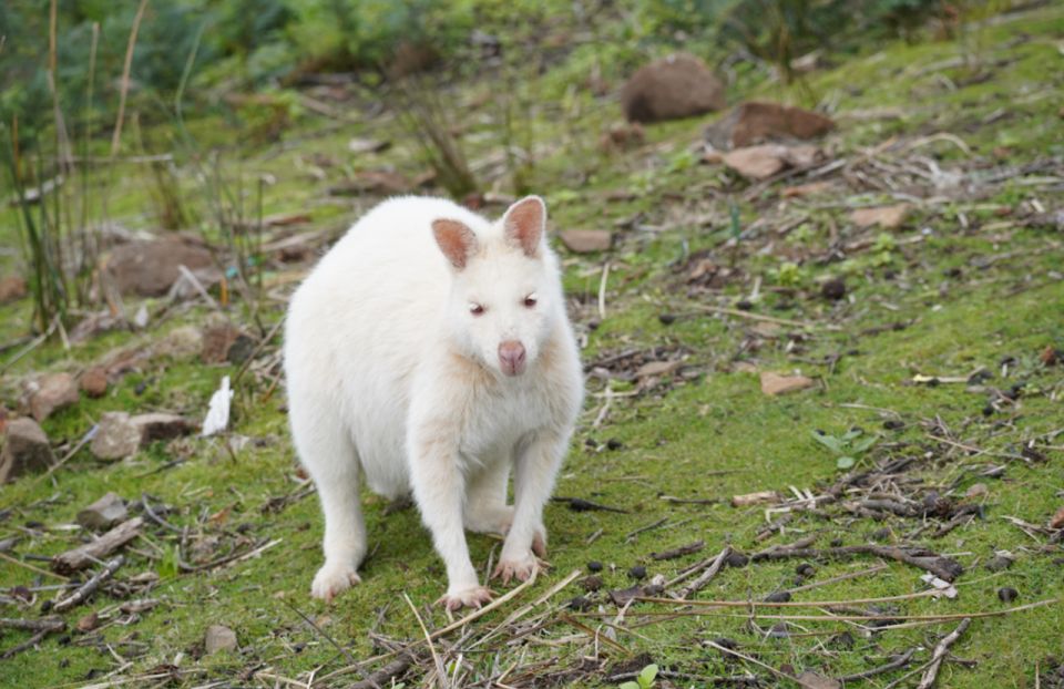 Cruise Ship Bruny Island Shore Excursion - Important Information