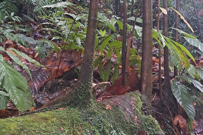 *Cruise Stopover* - CASCADE WITH CRAYFISH- Sainte-Anne Beach - Final Thoughts