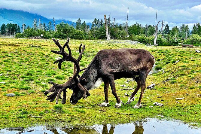 Cruise Transfer & Wildlife Tour: Anchorage to Whittier - FAQ