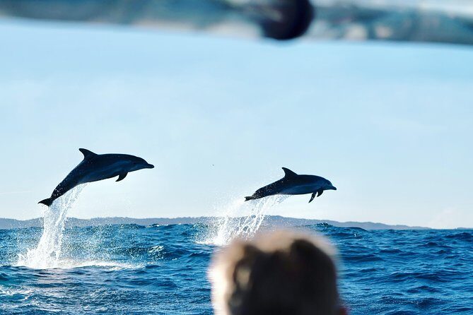 Cruise with Dolphins in Byron Bay - Key Points