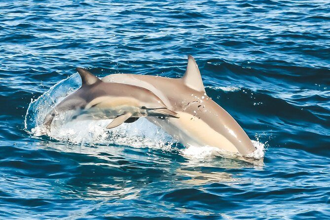 Cruise with Dolphins in Byron Bay - FAQ