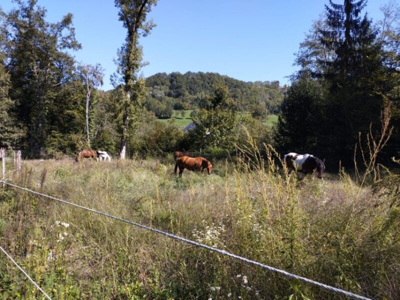 Cruseilles: Horseback Riding in the Countryside - Booking and Cancellation