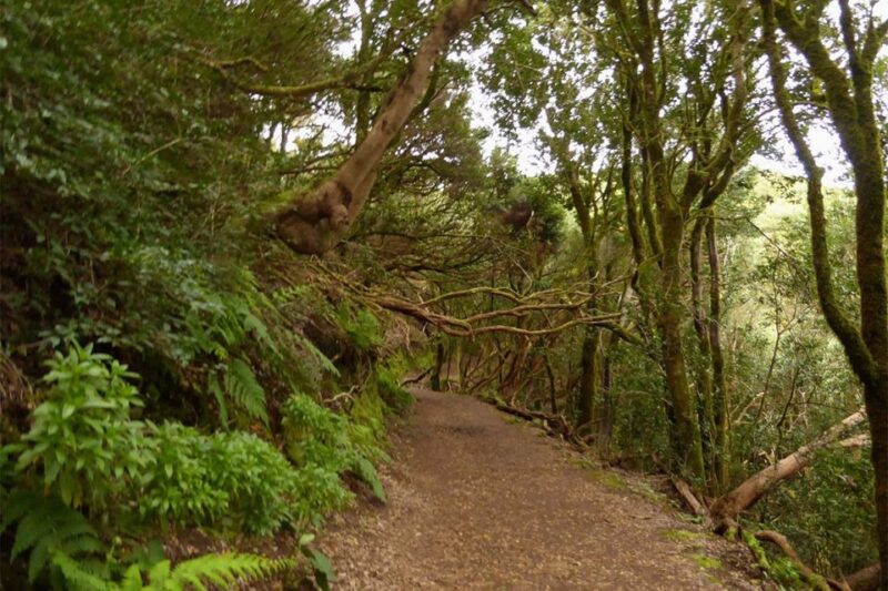 Cruz Del Carmen: Hiking in Anaga With Local Food Products - Discovering the Laurel Forest