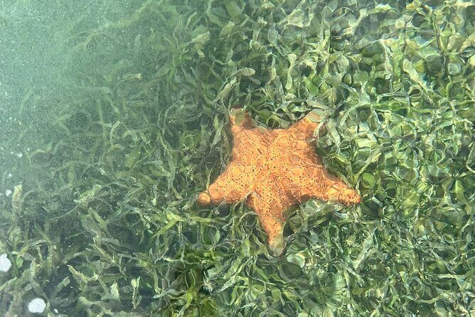 Crystal Kayak & Snorkel Eco Tour (with transfer) - Who Will Love This Tour?