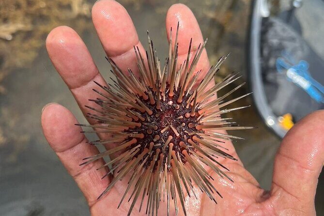 Crystal Kayak & Snorkel Eco Tour (with transfer) - FAQs