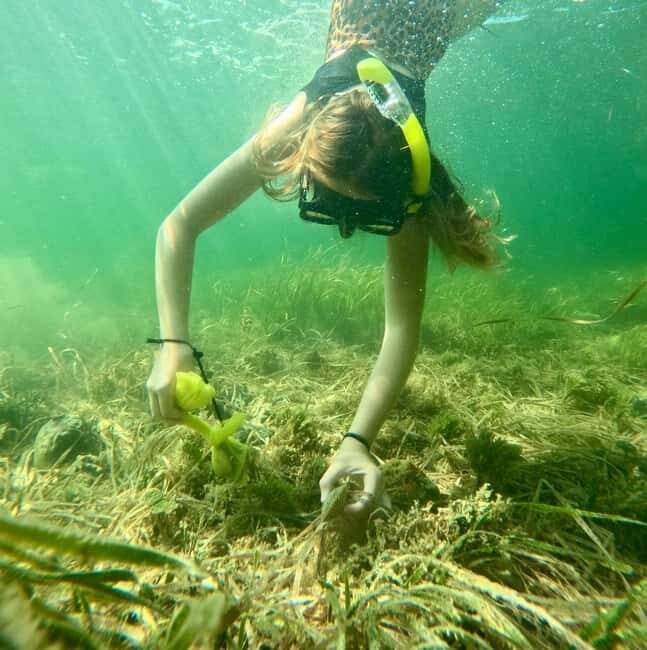 Crystal River: All Inclusive Premier Scalloping Tour - The Itinerary and Experience Breakdown