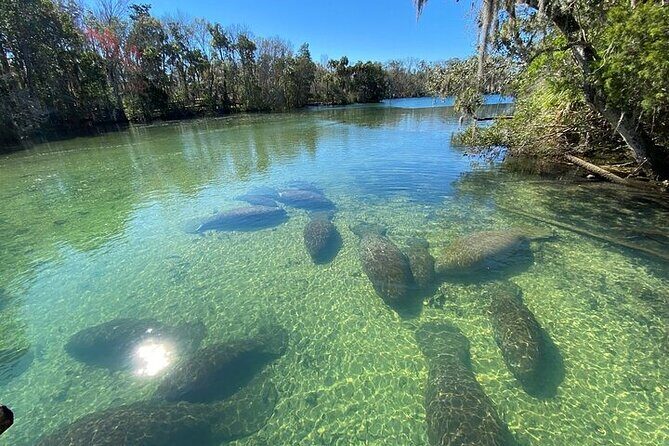 Crystal River Boat and Nature Tour - An Honest Look at the Experience