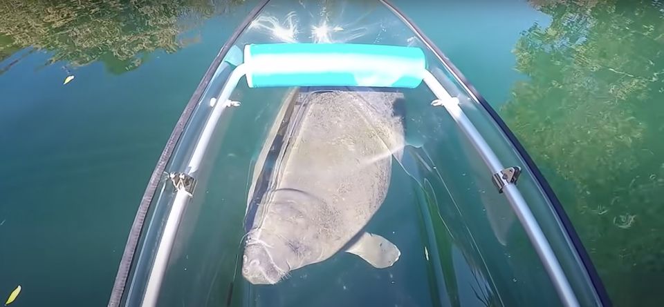 Crystal River: Clear Kayak Manatee Ecotour - Key Points