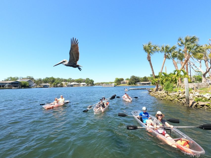 Crystal River: Clear Kayak Manatee Ecotour - Kayak and Wildlife Exploration
