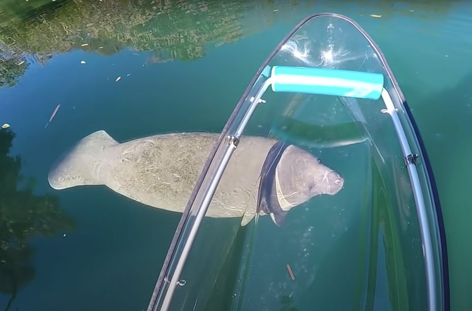 Crystal River: Clear Kayak Manatee Ecotour - Unsuitable for Certain Groups