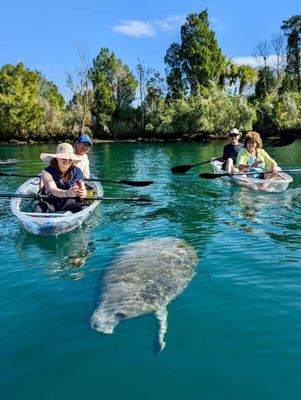 Crystal River: Clear Kayak Manatee & Springs Tour - Key Points