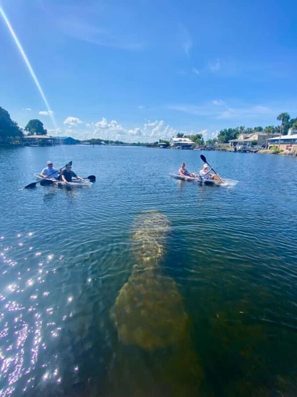 Crystal River: Clear Kayak Manatee & Springs Tour - An Introduction to the Crystal River Experience