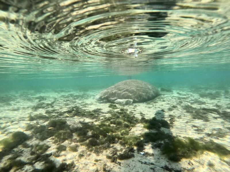 Crystal River: Clear Kayak Manatee & Springs Tour - FAQ