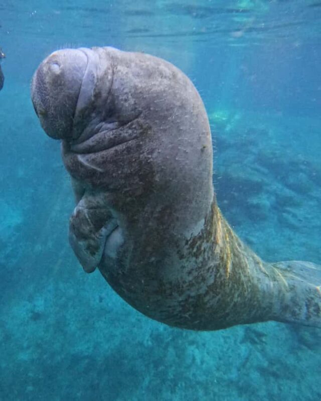 Crystal River: Guided Manatee Tour Heated Boat Free Photos - The Sum Up