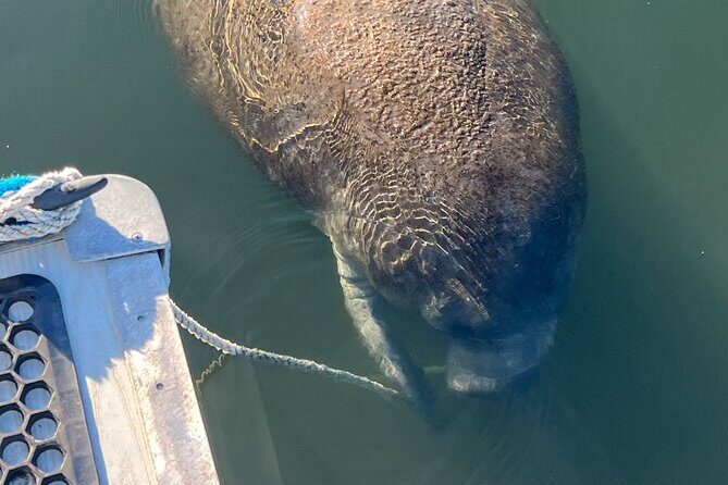 Crystal River: Kings Bay Eco/Sunset Tour - An In-Depth Look at the Kings Bay Eco/Sunset Tour