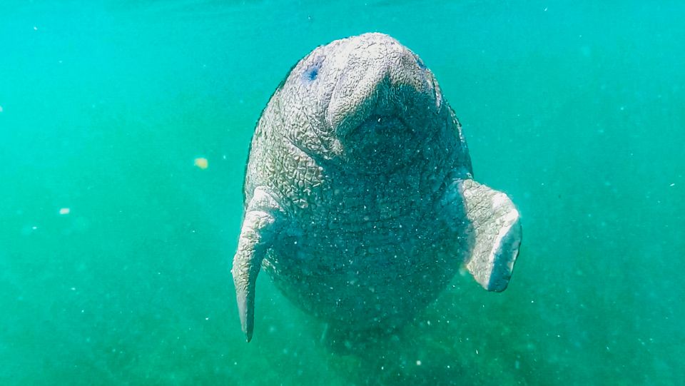 Crystal River: Manatee Snorkel Tour W/ In-Water Photographer - Safety and Certifications