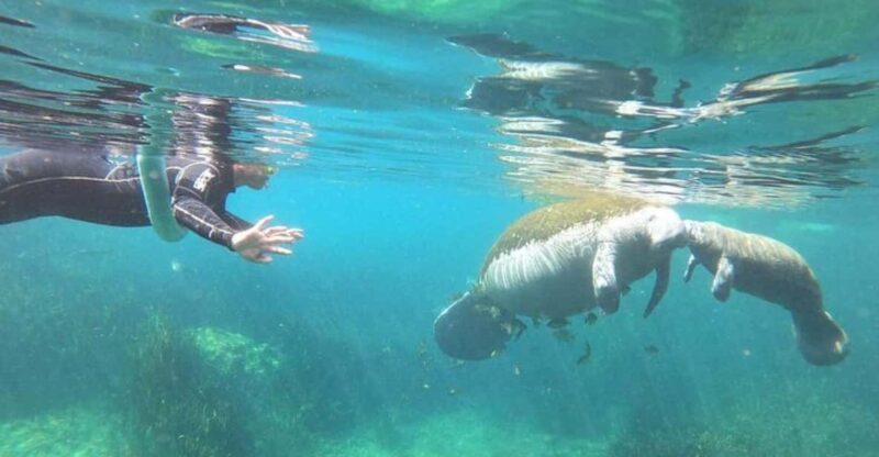 Crystal River: Manatee Snorkel With In-Water Guide - Key Points