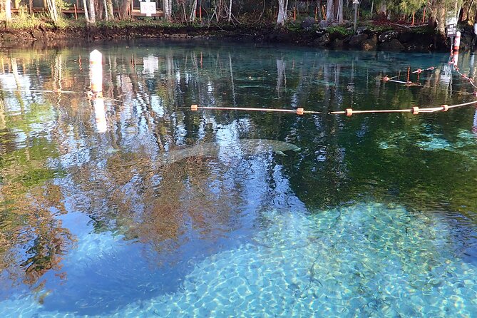 Crystal River Manatee Viewing Cruise - Experience Highlights
