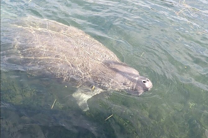 Crystal River Manatee Viewing Cruise - Booking Information