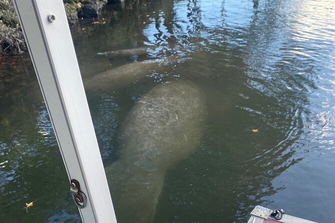 Crystal River: Private Manatee Boat Tour - Tour Inclusions
