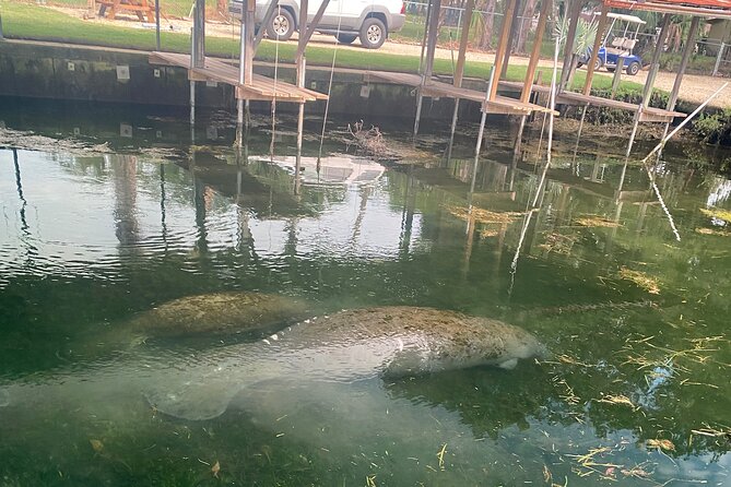 Crystal River: Private Manatee Boat Tour - Booking Information