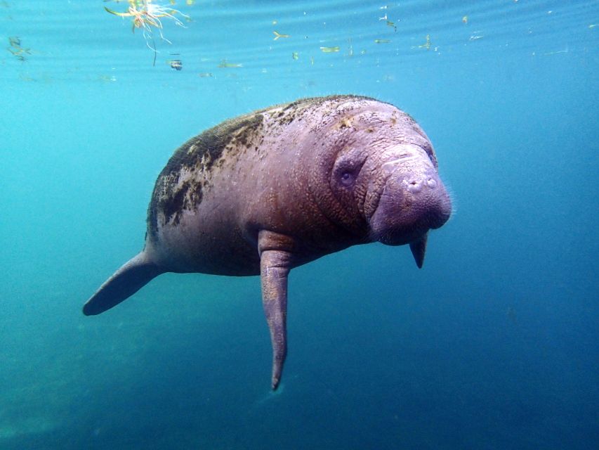 Crystal River: Snorkel With Manatees & Dolphin Airboat Trip - Manatee Swim Details