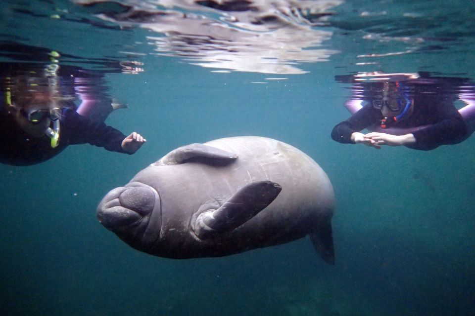 Crystal River: Snorkel With Manatees & Dolphin Airboat Trip - What to Expect Underwater
