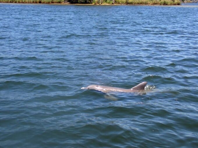 Crystal River: Springs Snorkeling Tour - Booking and Availability