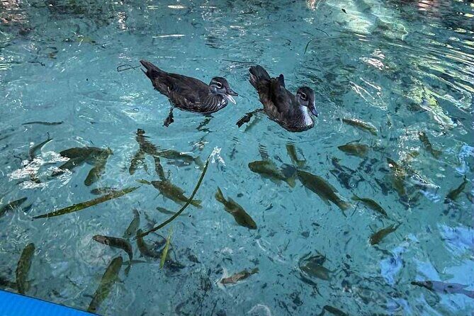 Crystal River: Three Sisters Clear Kayak and Snorkeling Tour - Frequently Asked Questions