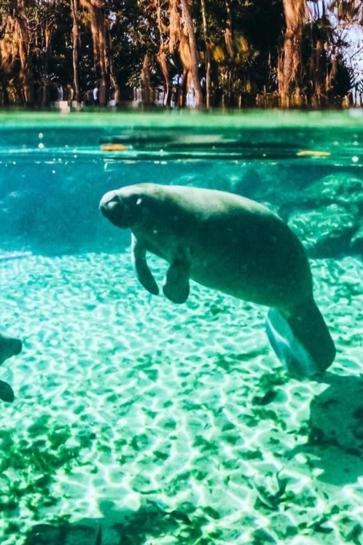 Crystal River: Three Sisters Springs Guided Kayak Tour - Highlights of the Experience