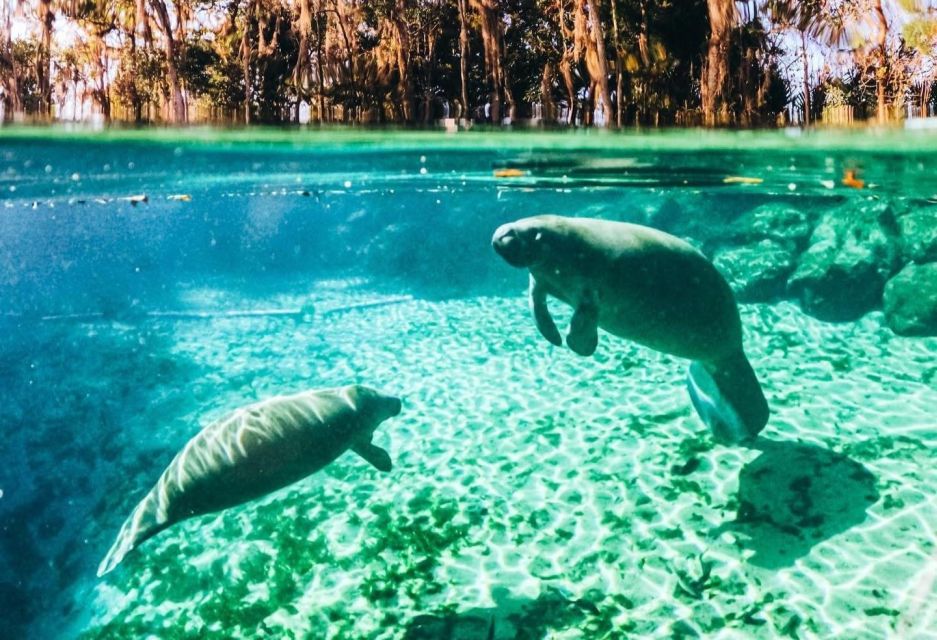 Crystal River: Three Sisters Springs Guided Kayak Tour - Exploring Three Sisters Springs