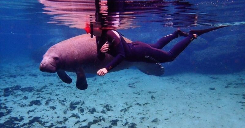 Crystal River: VIP Kayak and Swim with Manatees Tour - The Sum Up