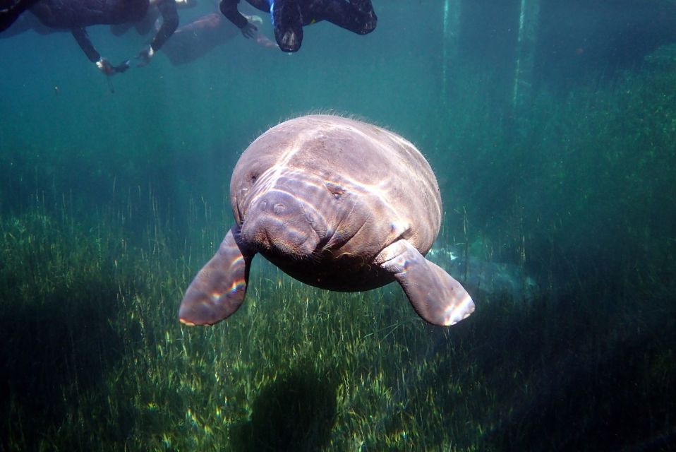 Crystal River: VIP Manatee Swim W/ In-Water Photographer - Age and Ability Requirements