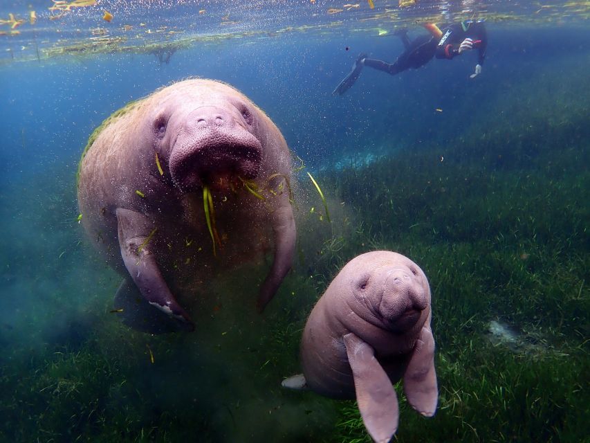 Crystal River: VIP Manatee Swim W/ In-Water Photographer - Recap